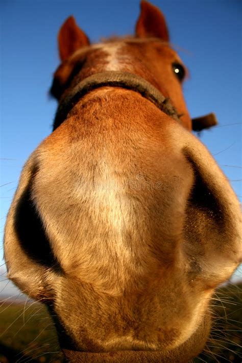 funny horse pics|Funny Horse Stock Photos, Images & Pictures